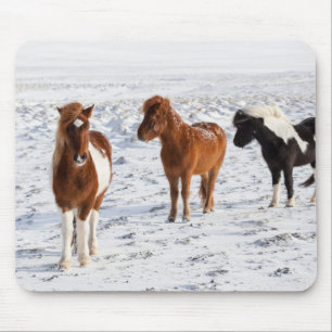 Alfombrilla De Ratón Caballo islandés con pelaje típico de invierno