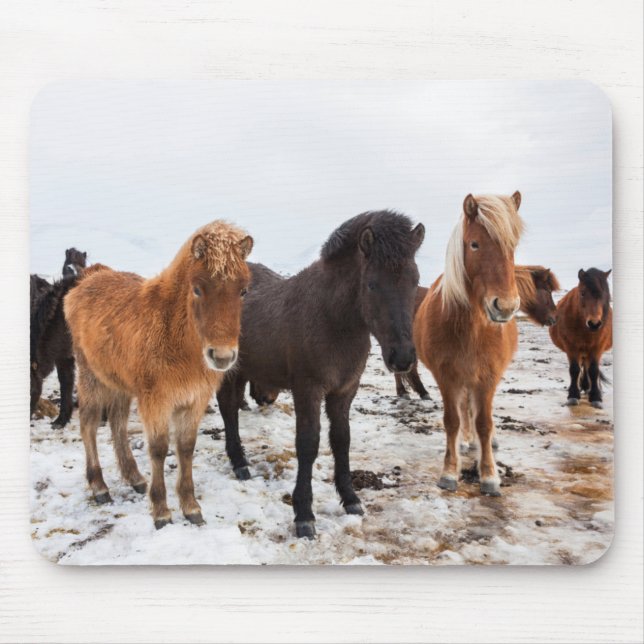 Alfombrilla De Ratón Caballo islandés durante el invierno en Islandia (Frente)