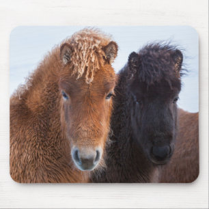 Alfombrilla De Ratón Caballo islandés durante el invierno en Islandia