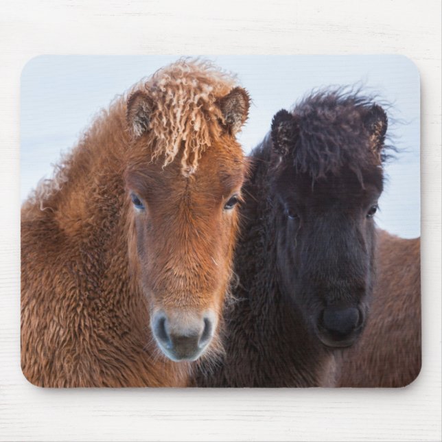 Alfombrilla De Ratón Caballo islandés durante el invierno en Islandia (Frente)
