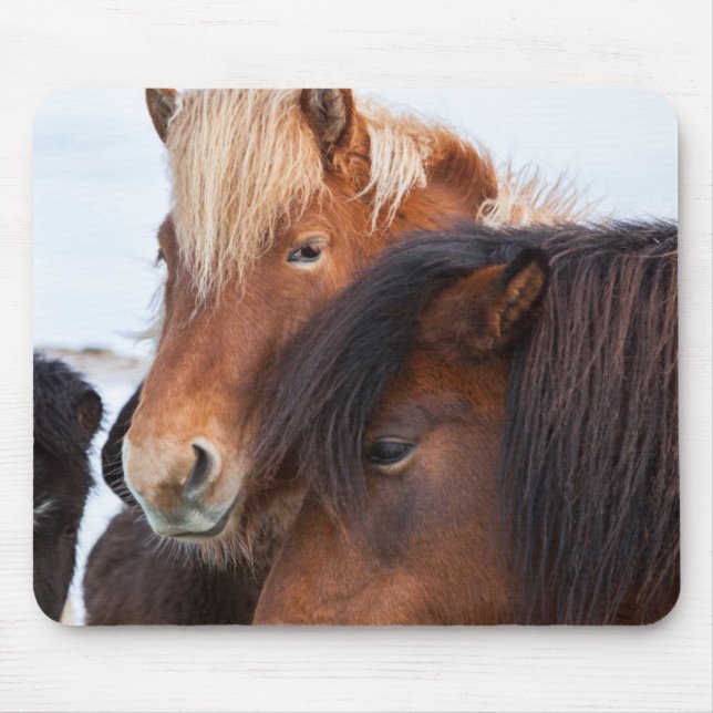 Alfombrilla De Ratón Caballo islandés durante el invierno en Islandia (Frente)