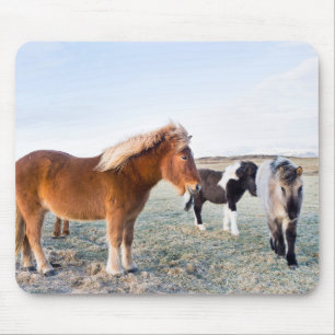 Alfombrilla De Ratón Caballo islandés durante el invierno en Islandia