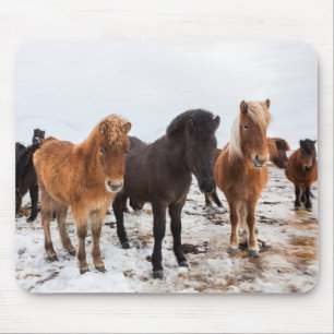 Alfombrilla De Ratón Caballo islandés durante el invierno Islandia
