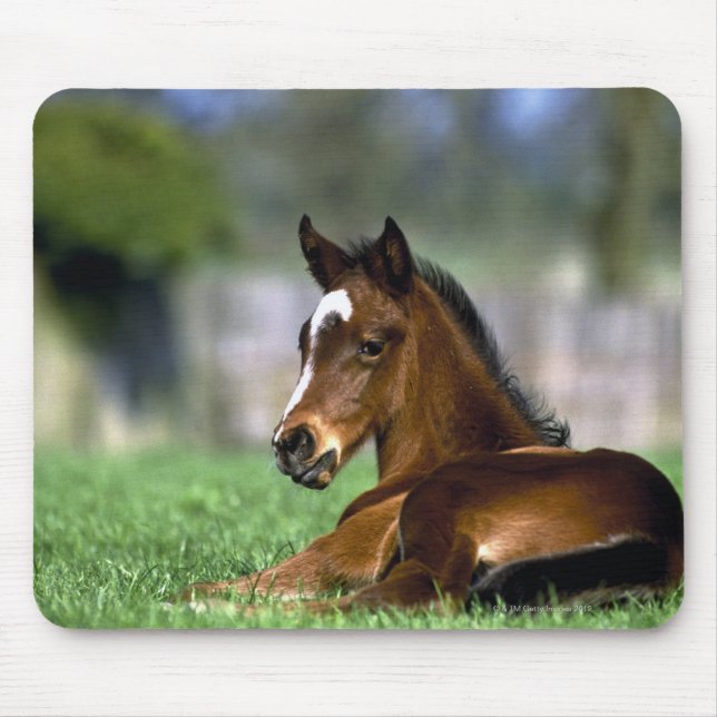 Alfombrilla De Ratón Caballo tostado, Irlanda (Frente)