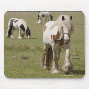 Alfombrilla De Ratón Caballos de Clydesdale en un campo,