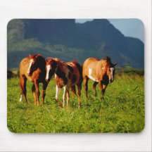 Caballos de Kauai