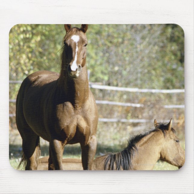 Alfombrilla De Ratón Caballos en pastos (Frente)