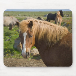 Alfombrilla De Ratón Caballos islandeses en el noreste de Islandia.