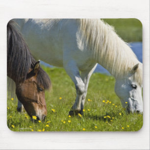 Alfombrilla De Ratón Caballos islandeses en el oeste de Islandia.