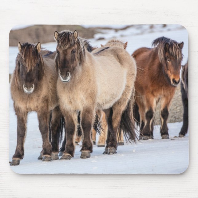 Alfombrilla De Ratón Caballos islandeses en invierno cerca de Hofn, Isl (Frente)