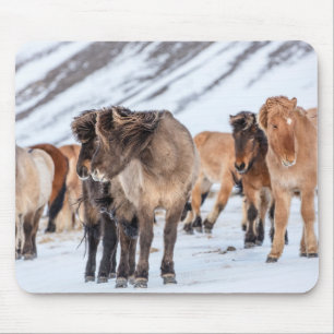 Alfombrilla De Ratón Caballos islandeses en pastizales de invierno cerc