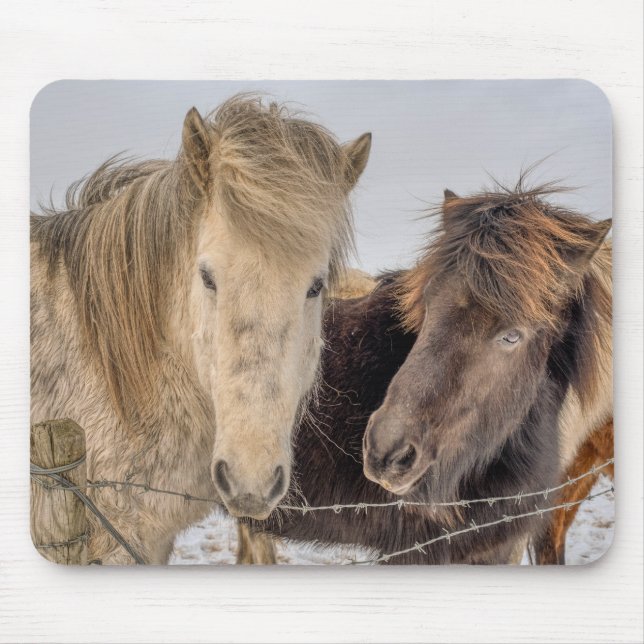 Alfombrilla De Ratón Caballos islandeses majestuosos (Frente)