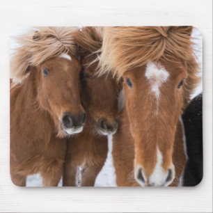Alfombrilla De Ratón Caballos islandeses se arriman, Islandia