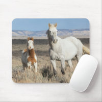 Caballos salvajes en casa en la cuenca de Sandwash