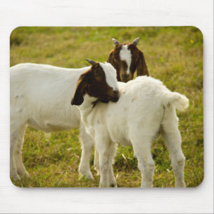 Alfombrilla De Ratón Cabras Boer Adorables Acurrucadas Marrón y Blanco
