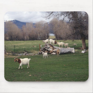 Alfombrilla De Ratón Cabras en un registro