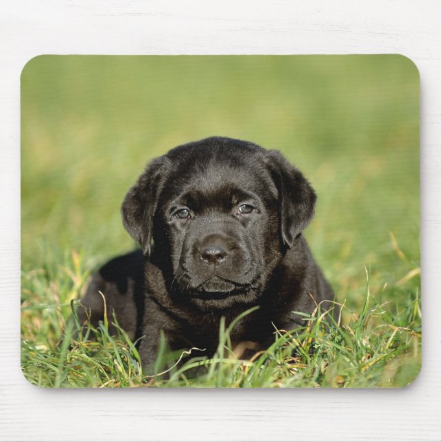 Alfombrilla De Ratón Cachorro de recuperación de labrador negro (Frente)