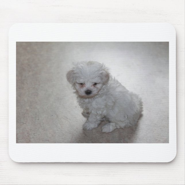 Alfombrilla De Ratón Cachorro maltés (9 meses de edad) (Frente)