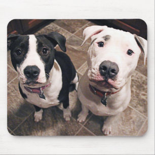 Alfombrilla De Ratón cachorros adorables de pitbull perros
