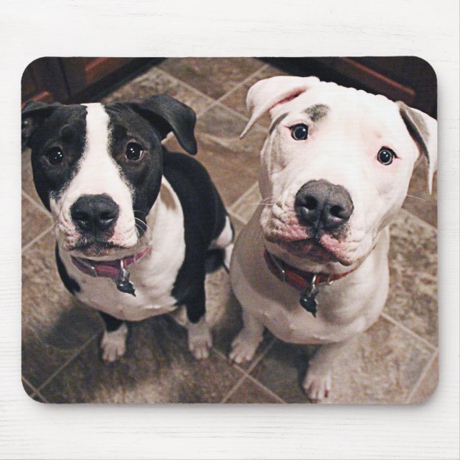 Alfombrilla De Ratón cachorros adorables de pitbull perros (Frente)