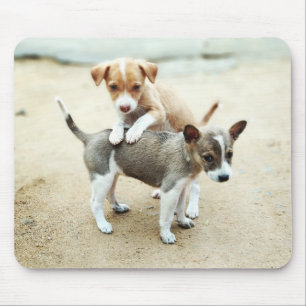 Alfombrilla De Ratón Cachorros Adorables Jugando en la Playa