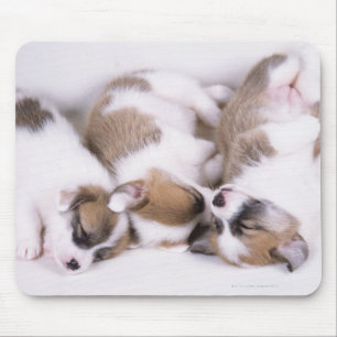 Alfombrilla De Ratón Cachorros de corgi soleado