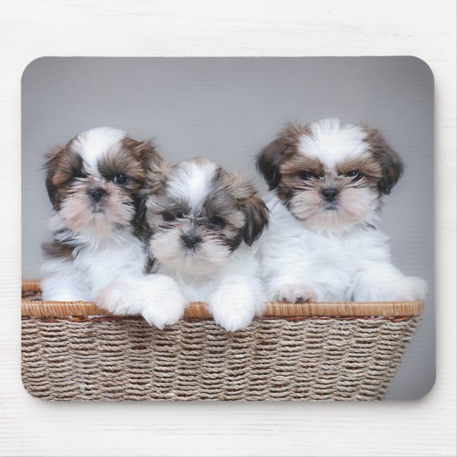 Alfombrilla De Ratón Cachorros de Shih Tzu (Frente)