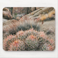 Cactus de Barril en California