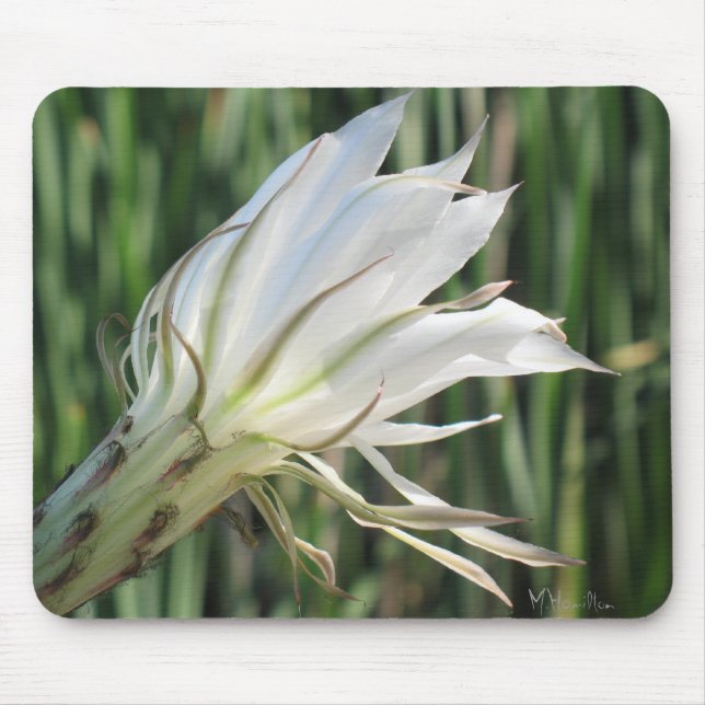 Alfombrilla De Ratón Cactus Flower Photo Mousepad (Frente)
