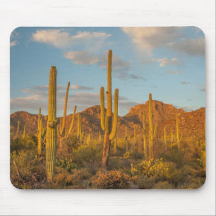 Alfombrilla De Ratón Cactus saguaro al atardecer, Arizona