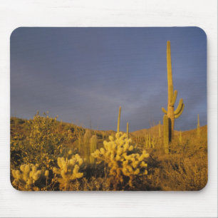 Alfombrilla De Ratón cactus saguaro, Carnegiea gigantea, y teddy