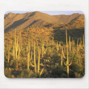 Alfombrilla De Ratón Cactus saguaro en el Parque Nacional Saguaro cerca