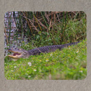 Alfombrilla De Ratón Caimán en humedales de Florida Fotografía