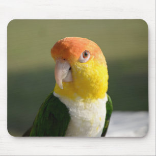 Alfombrilla De Ratón Caique Parrot de Cuello Blanco