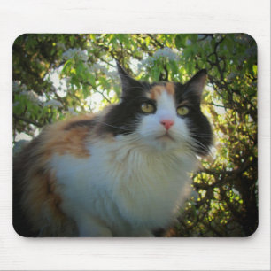 Alfombrilla De Ratón Calico en un árbol de manzanas floreciente