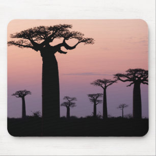 Alfombrilla De Ratón Callejón de Baobabs, Madagascar, Morondava, África