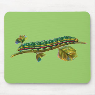 Alfombrilla De Ratón Calocampa vetusta caterpillar