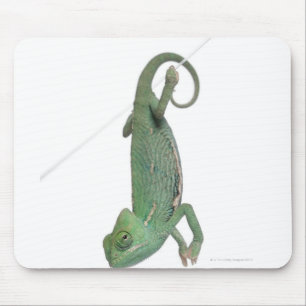 Alfombrilla De Ratón Camaleón velado joven, calyptratus del Chamaeleo