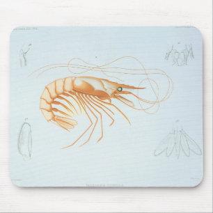 Alfombrilla De Ratón Camarón o Langostino, Vida Marina Antigüa Animales