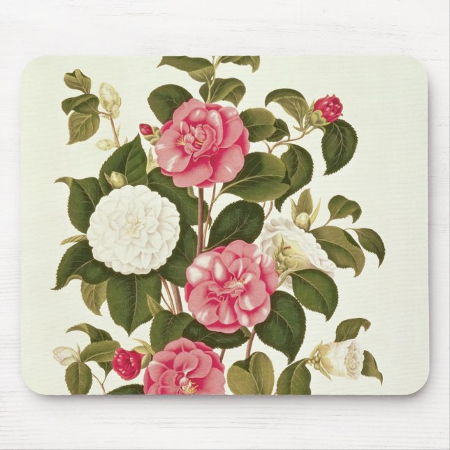 Alfombrilla De Ratón Camelia "de una monografía en los géneros (Frente)