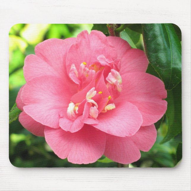 Alfombrilla De Ratón Camelia rosada Mousepad (Frente)