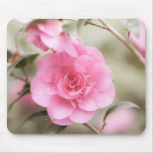 Camellia rosa bonito