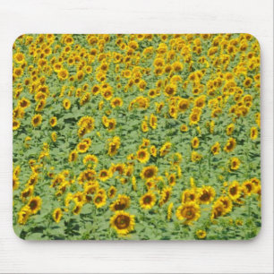 Alfombrilla De Ratón Campo amarillo del girasol