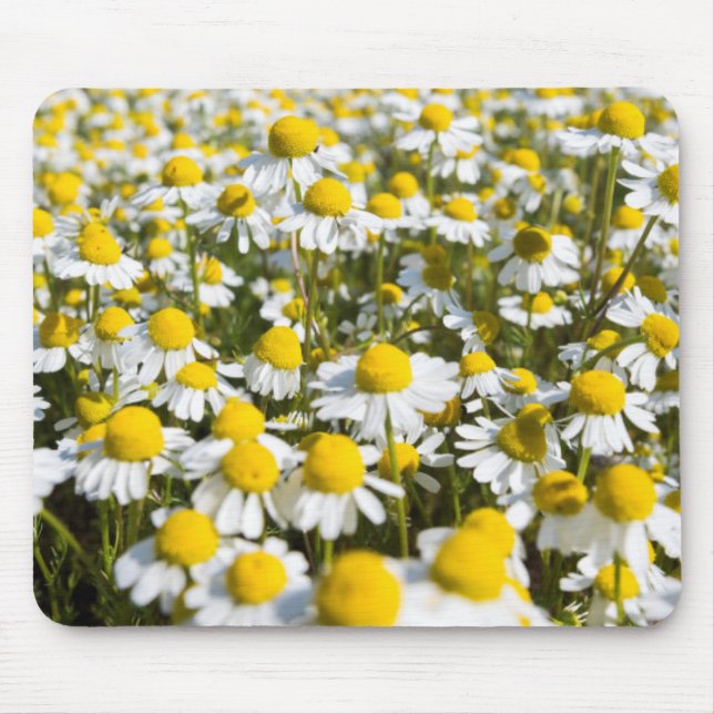 Alfombrilla De Ratón Campo Chamomile, Hungría (Frente)