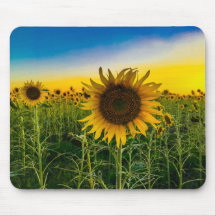 Campo de girasoles de Kansas