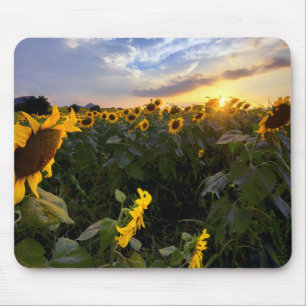 Alfombrilla De Ratón Campo de girasoles florecientes