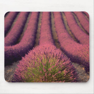 Alfombrilla De Ratón Campo de lavanda en Alta Provenza, Francia 2