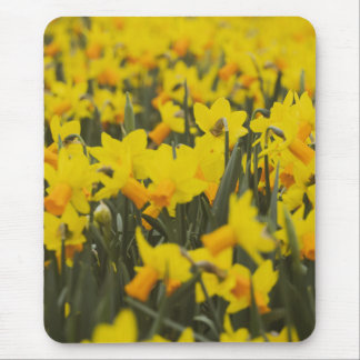 Alfombrilla De Ratón Campo de Narcisos