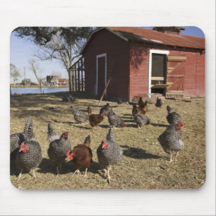 Alfombrilla De Ratón Campos de trabajo de pollos cerca de la gallina Cl