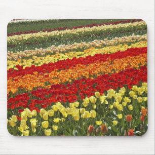 Alfombrilla De Ratón Campos de Tulipanes, cerca de Tapanui, West Otago,